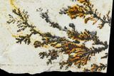 Slab Of Dendrites On Limestone - Utah #114430-2